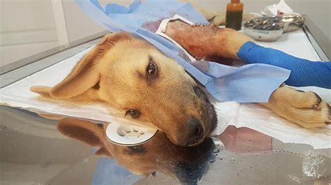 B­a­c­a­ğ­ı­ ­k­ı­r­ı­k­ ­k­ö­p­e­ğ­e­ ­1­,­5­ ­s­a­a­t­l­i­k­ ­a­m­e­l­i­y­a­t­ ­-­ ­S­o­n­ ­D­a­k­i­k­a­ ­H­a­b­e­r­l­e­r­
